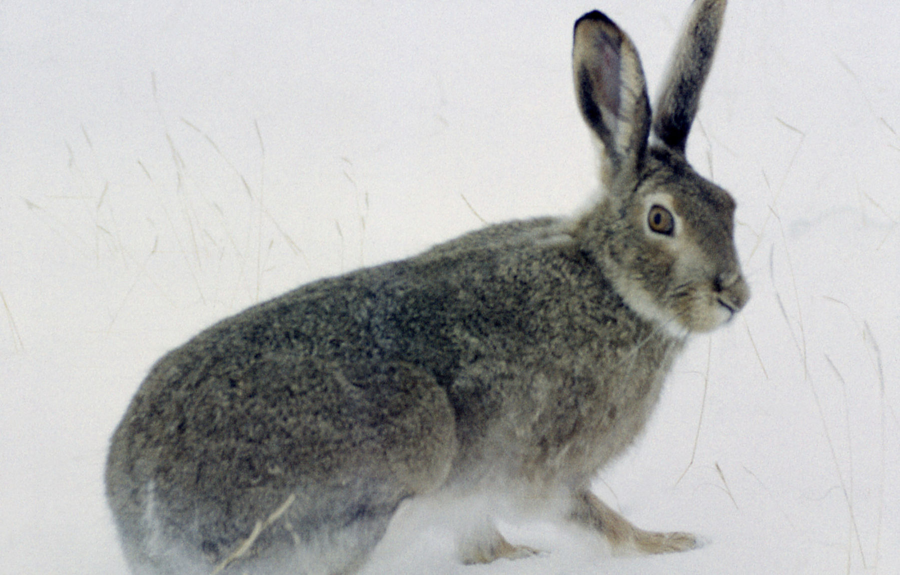 White-tailed jackrabbit (Lepus townsendii)